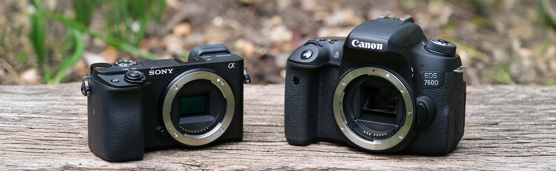 What's the Difference between DSLR and Mirrorless Cameras